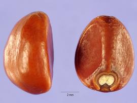   Seeds:   Ipomoea turbinata ; Photo by C. Ritchie, USDA-NRCS Plants Database
